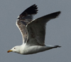 Larus armenicus